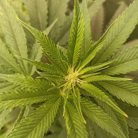 Sour Ripper #1 growlog timeline photo
