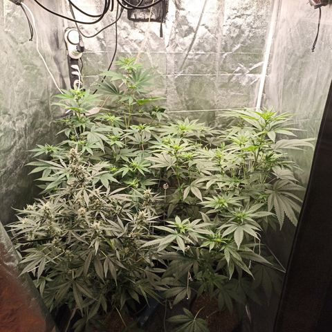 Sour Ripper #3 growlog timeline photo
