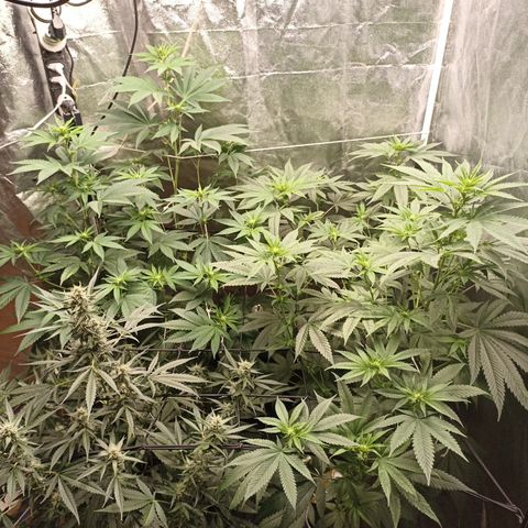 Sour Ripper #3 growlog timeline photo