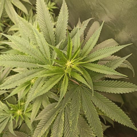Sour Ripper #1 growlog timeline photo