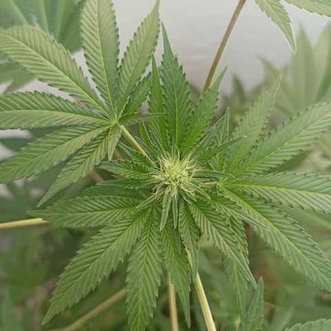 Shimo Ripper Seeds #2 growlog timeline photo