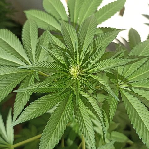 Shimo Ripper Seeds #1 growlog timeline photo