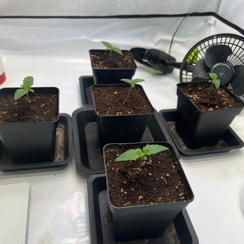 Zombie Kush   growlog timeline photo