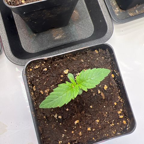 Zombie Kush   growlog timeline photo