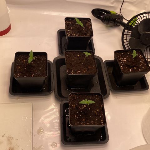 Zombie Kush   growlog timeline photo