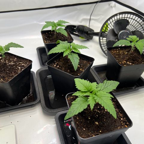Zombie Kush   growlog timeline photo