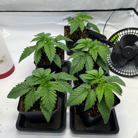 Zombie Kush   growlog timeline photo