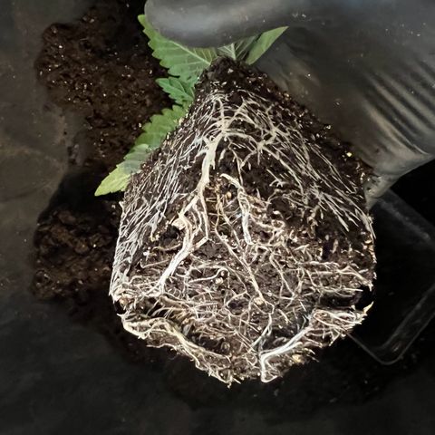 Zombie Kush   growlog timeline photo