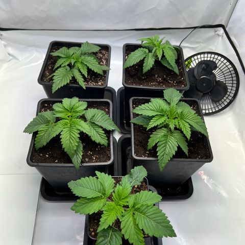 Zombie Kush   growlog timeline photo