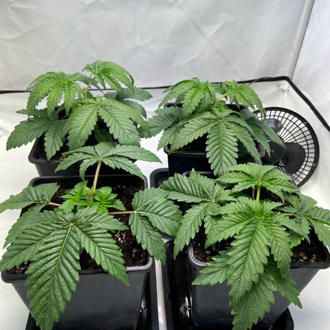 Zombie Kush   growlog timeline photo