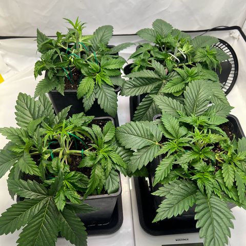 Zombie Kush   growlog timeline photo