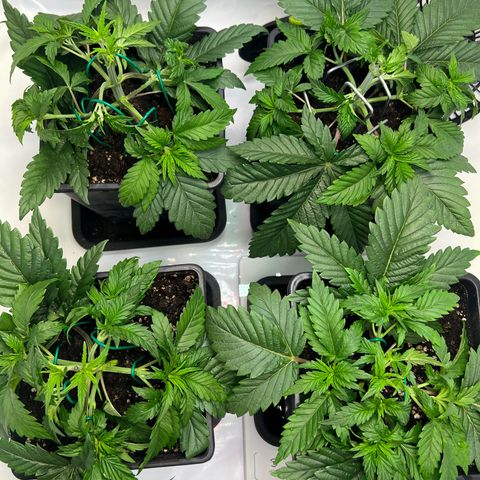 Zombie Kush   growlog timeline photo