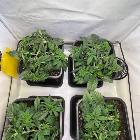Zombie Kush   growlog timeline photo