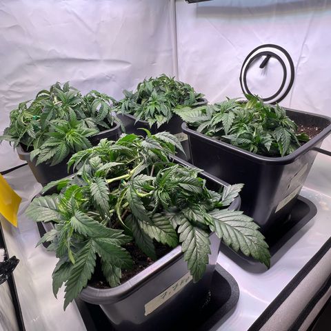 Zombie Kush   growlog timeline photo