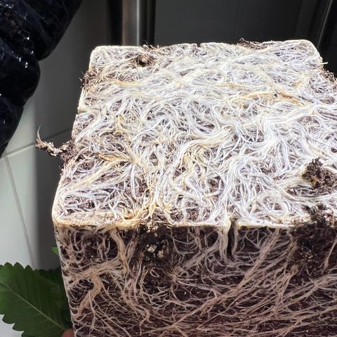 Zombie Kush   growlog timeline photo