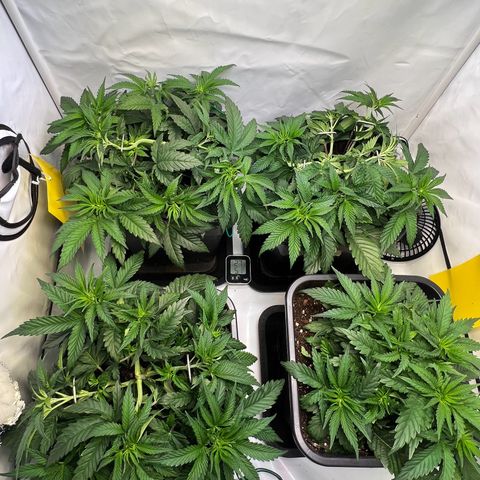 Zombie Kush   growlog timeline photo