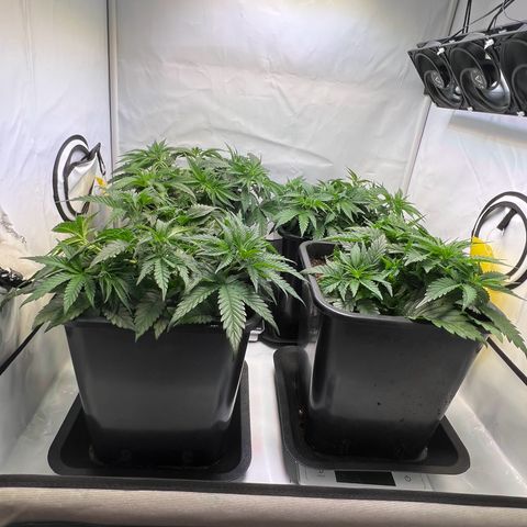 Zombie Kush   growlog timeline photo