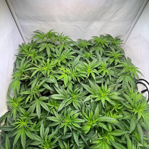 Zombie Kush   growlog timeline photo