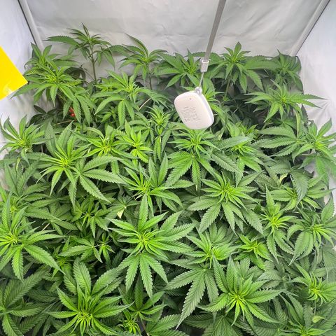 Zombie Kush   growlog timeline photo