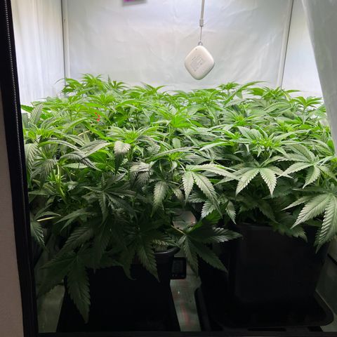 Zombie Kush   growlog timeline photo