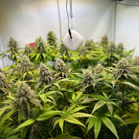 Zombie Kush   growlog timeline photo