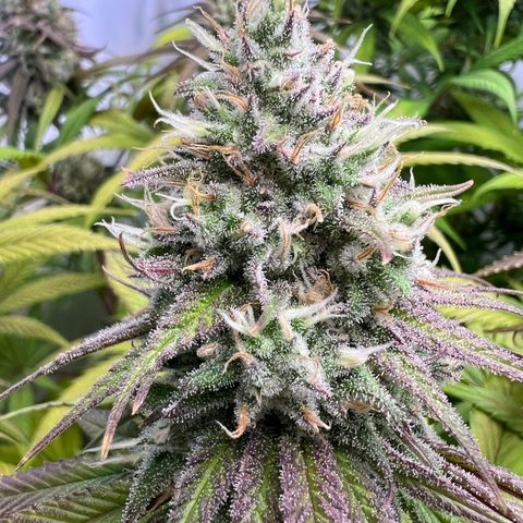 Zombie Kush   growlog timeline photo