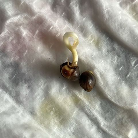 Prenseed growlog photo: Germinação 