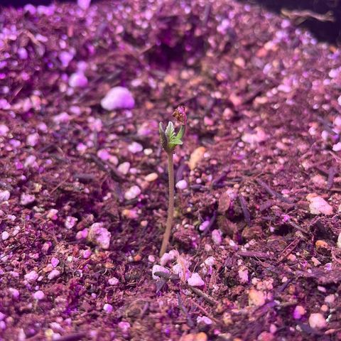 Prenseed growlog timeline photo