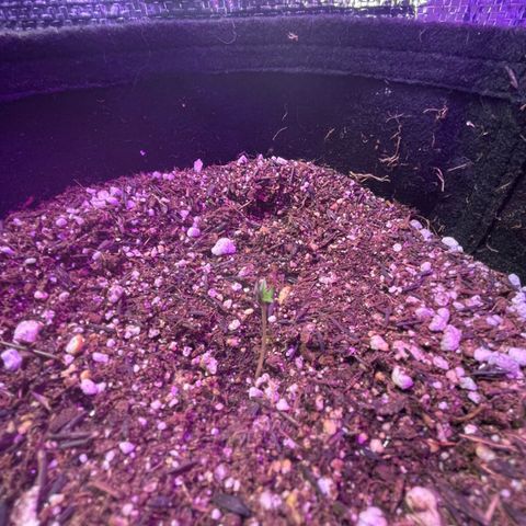 Prenseed growlog timeline photo