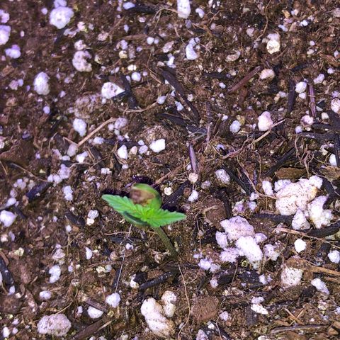 Prenseed growlog timeline photo