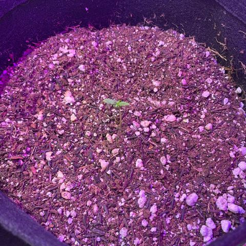 Prenseed growlog timeline photo