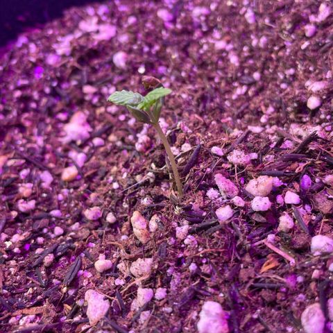 Prenseed growlog timeline photo