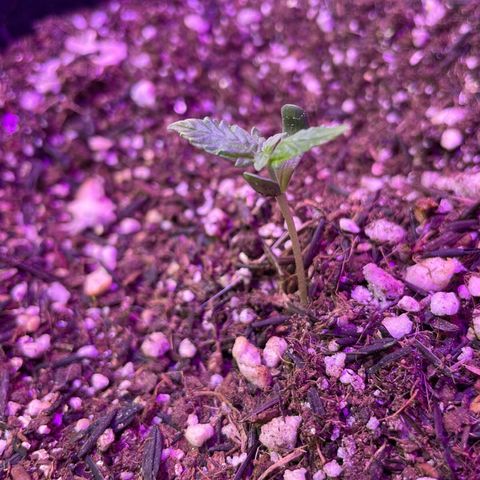 Prenseed growlog timeline photo