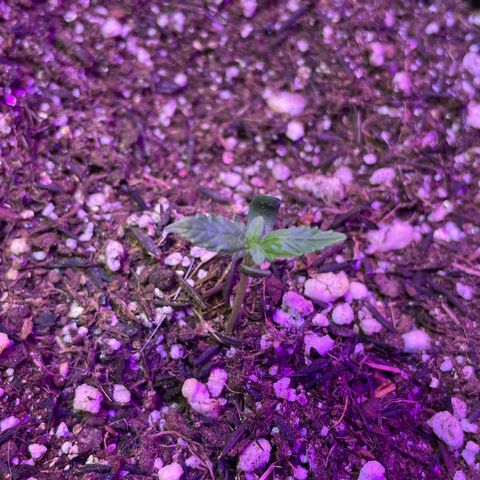 Prenseed growlog timeline photo