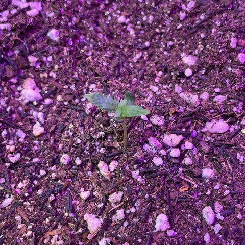 Prenseed growlog timeline photo