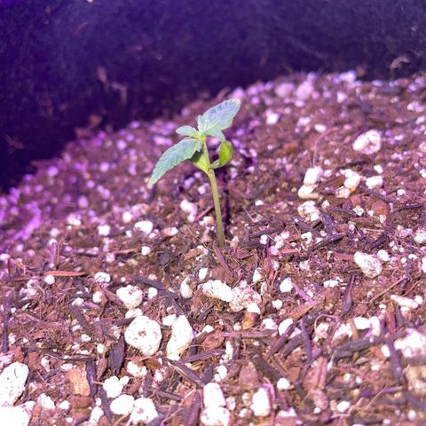 Prenseed growlog timeline photo