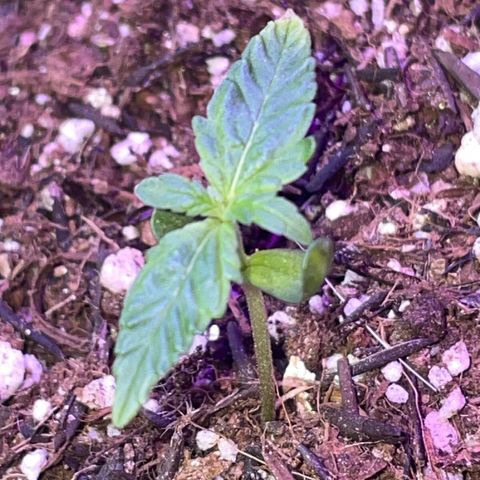 Prenseed growlog timeline photo