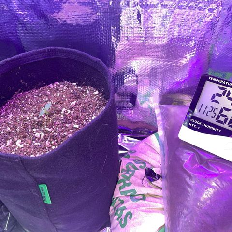 Prenseed growlog timeline photo