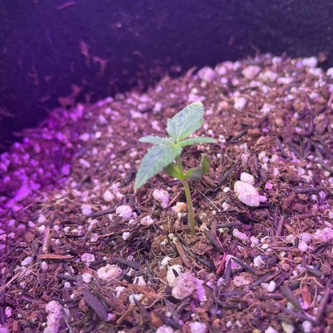 Prenseed growlog timeline photo