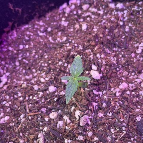 Prenseed growlog timeline photo