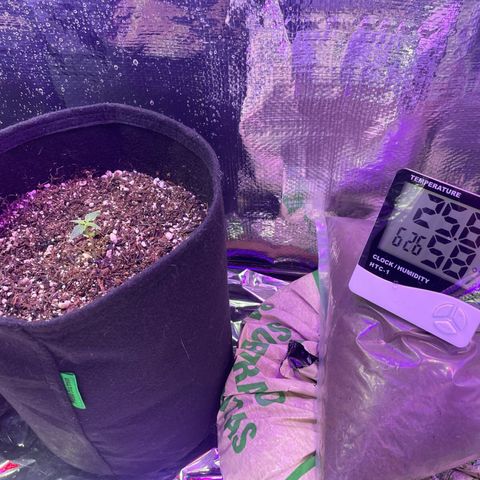 Prenseed growlog timeline photo