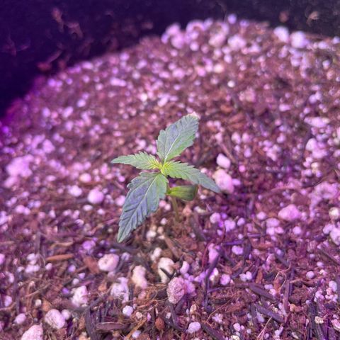 Prenseed growlog timeline photo