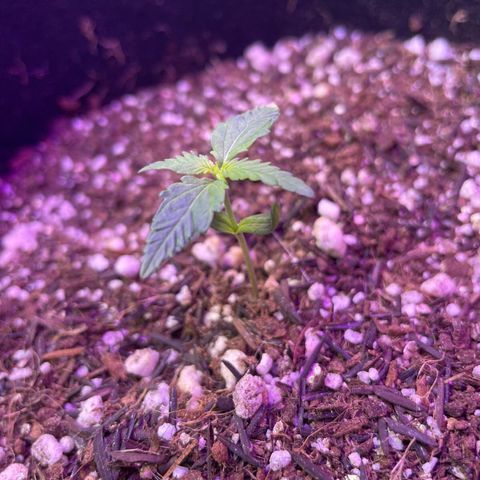 Prenseed growlog timeline photo