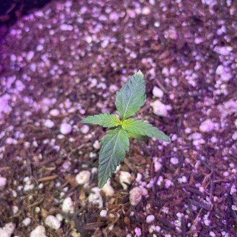 Prenseed growlog timeline photo