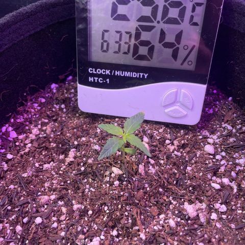 Prenseed growlog timeline photo