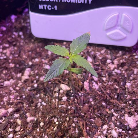 Prenseed growlog timeline photo