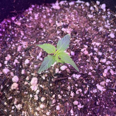 Prenseed growlog timeline photo