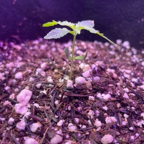 Prenseed growlog timeline photo