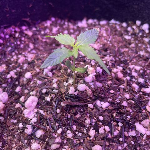Prenseed growlog timeline photo