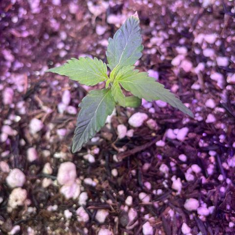 Prenseed growlog timeline photo